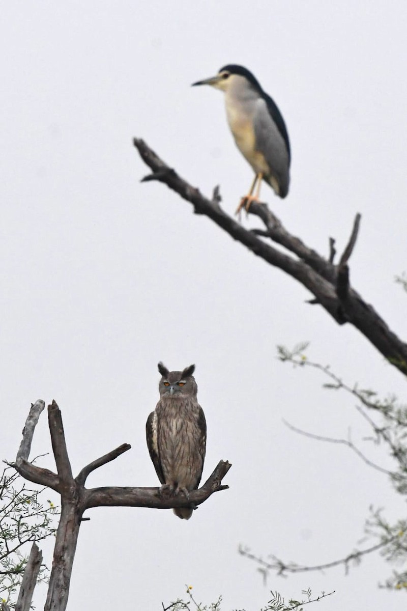 Dusky Eagle-Owl - Ansar Khan