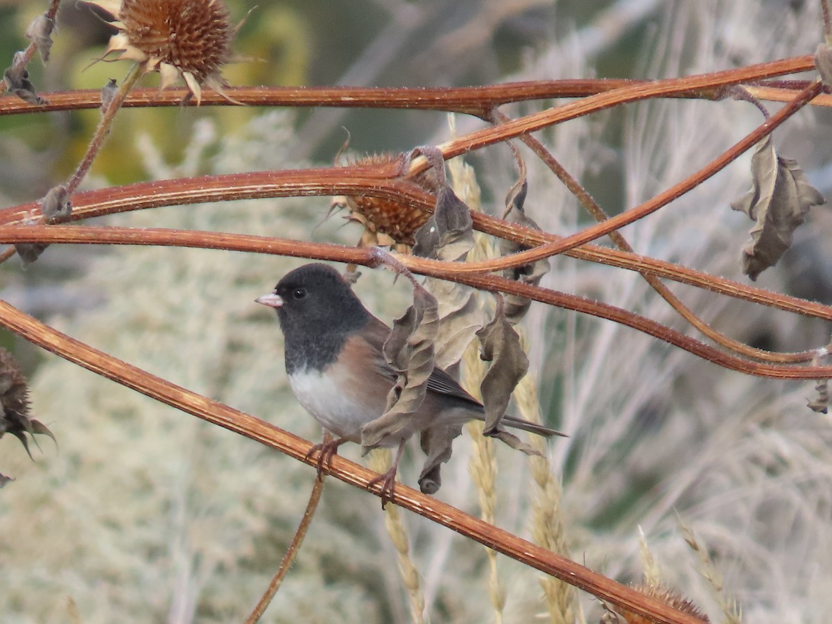 Dark-eyed Junco - ML384298361