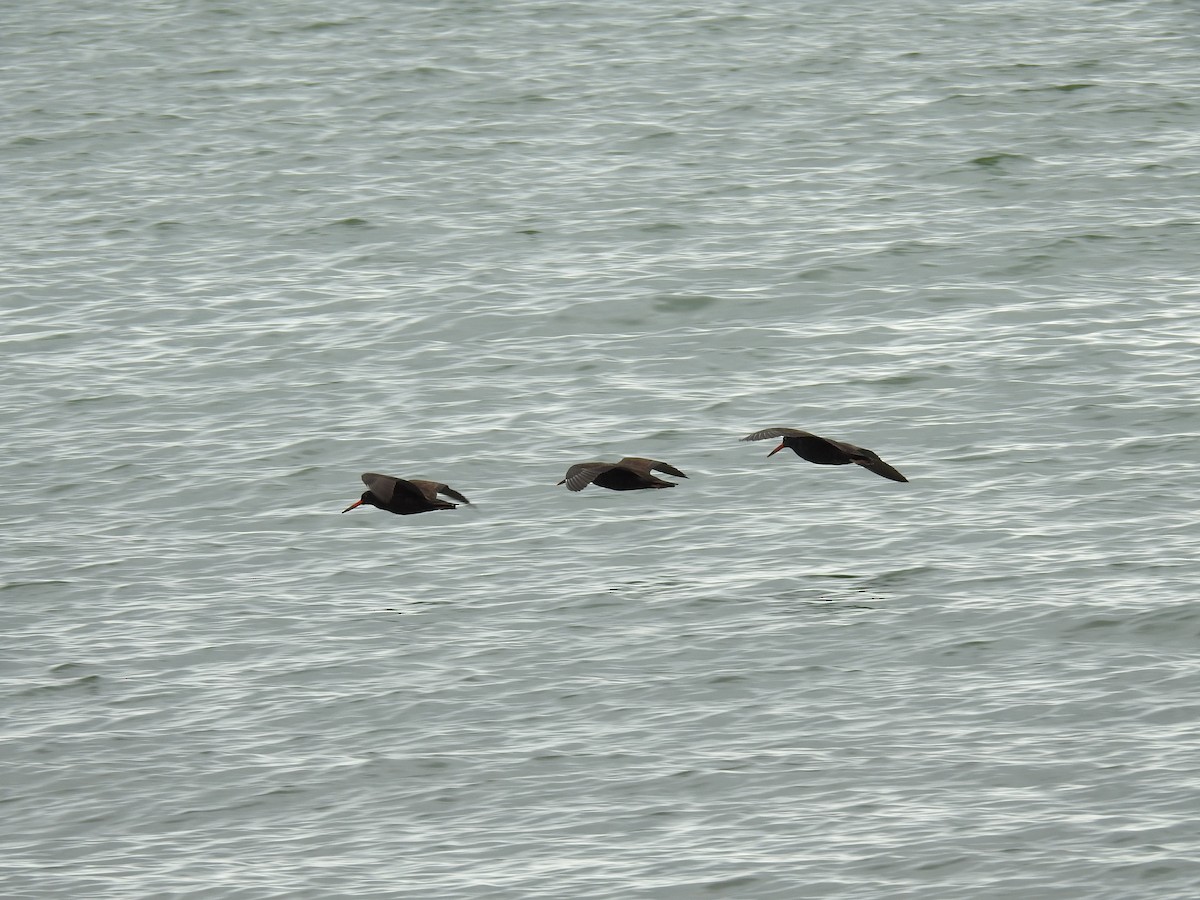 Black Oystercatcher - ML384298511