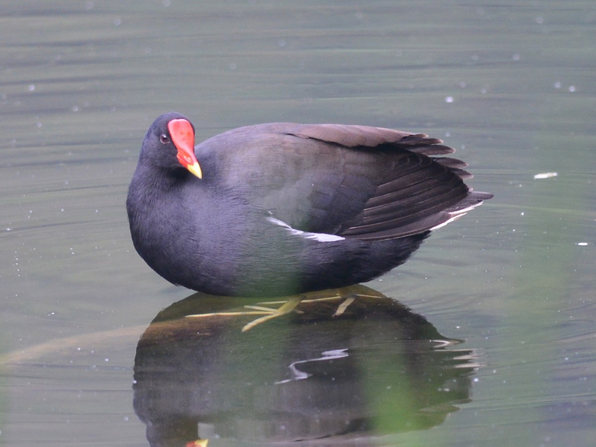 Gallinule poule-d'eau - ML38429881