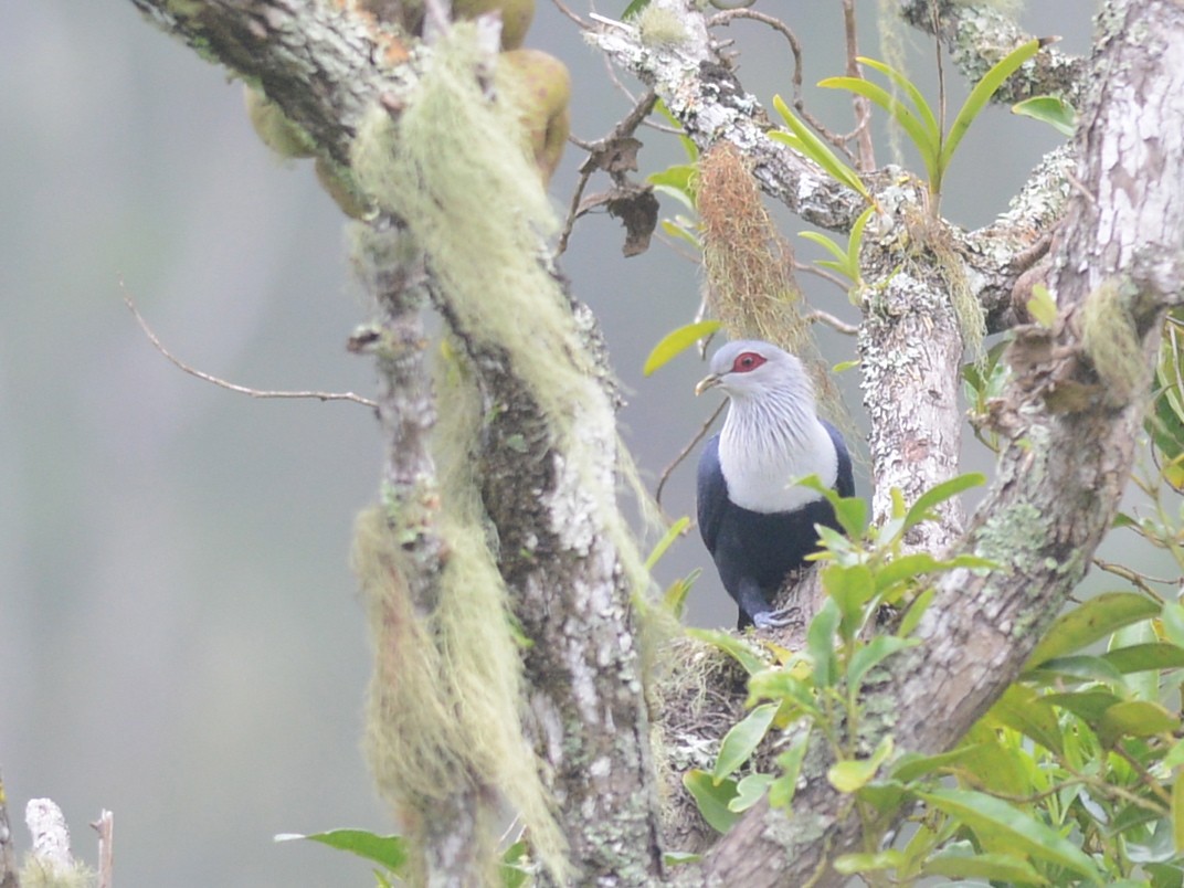 Comoro Blue-Pigeon - Alan Van Norman