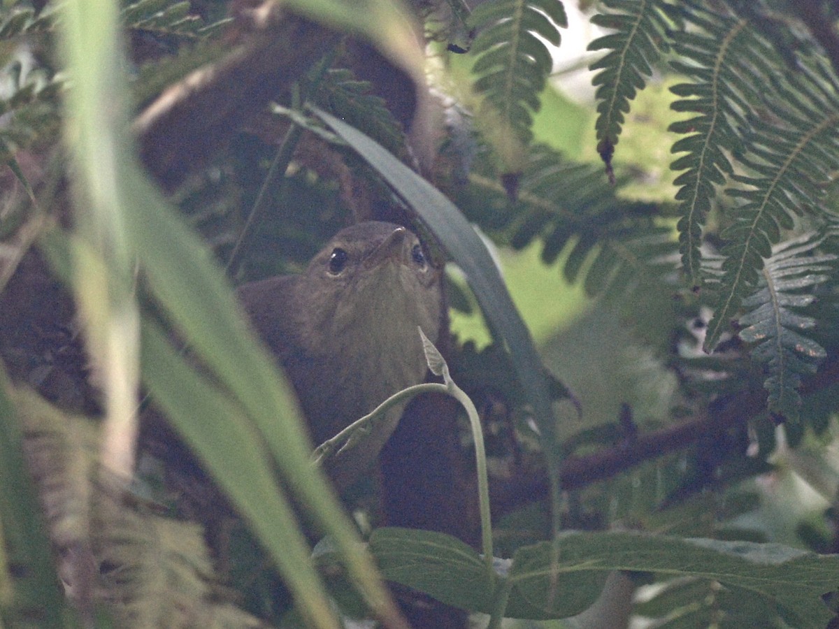 Nésille malgache (longicaudata) - ML38429951