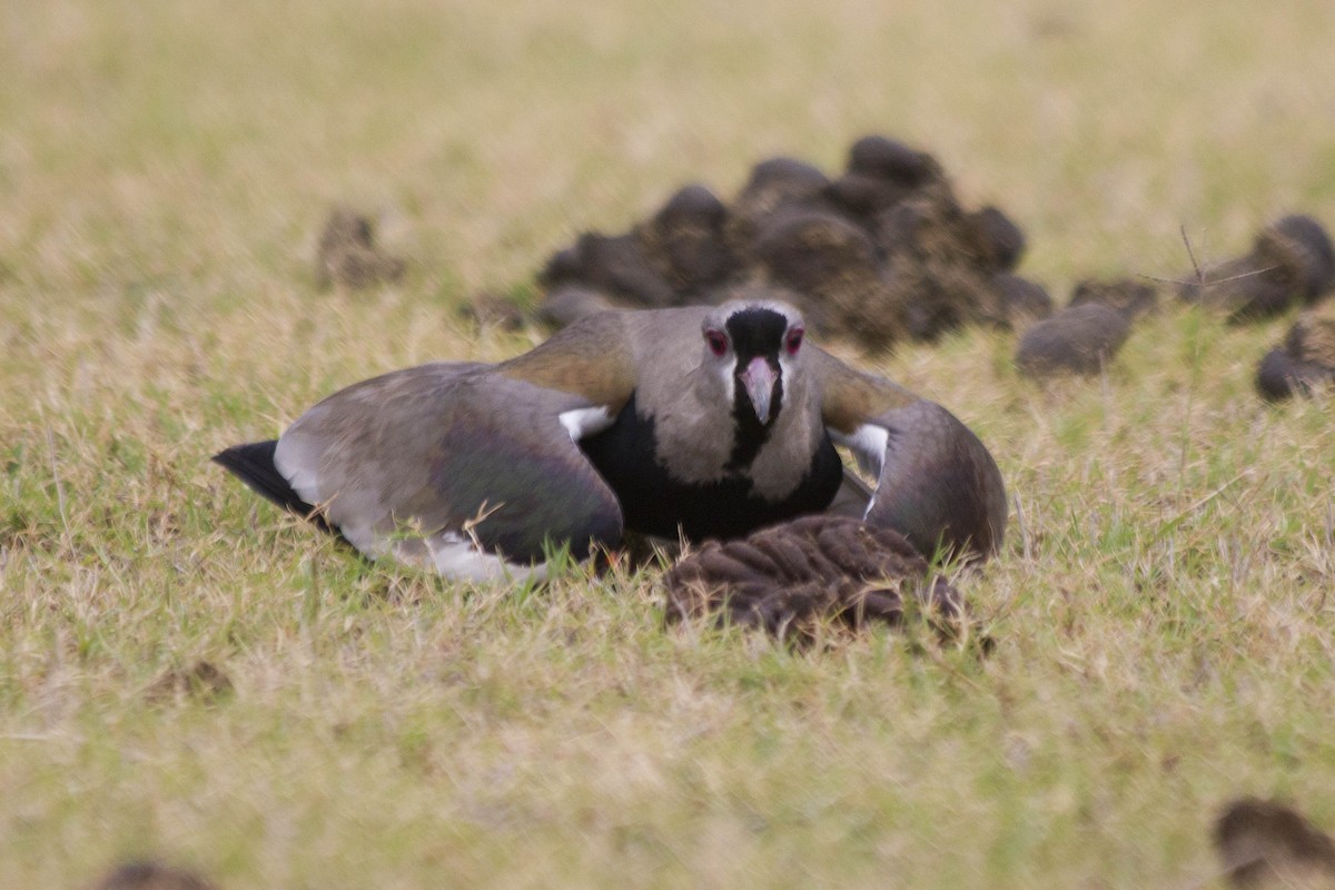 Southern Lapwing - ML384301401