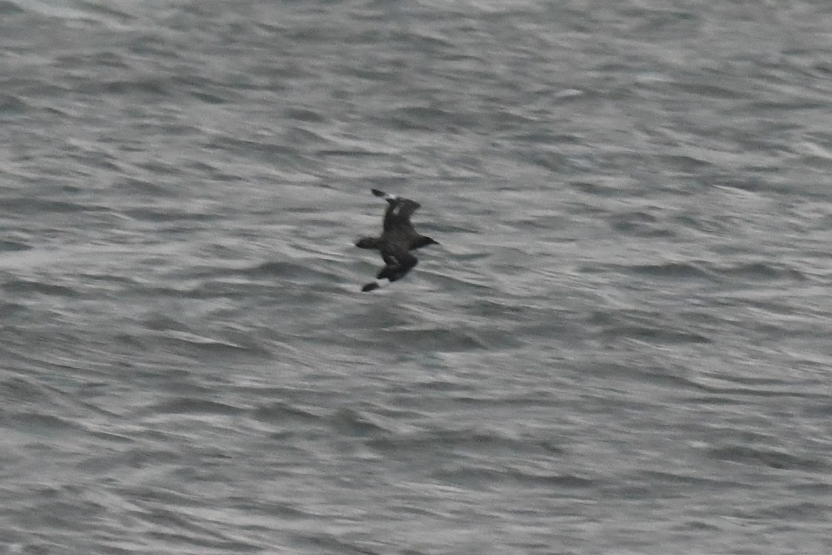 Great Skua - ML384309061