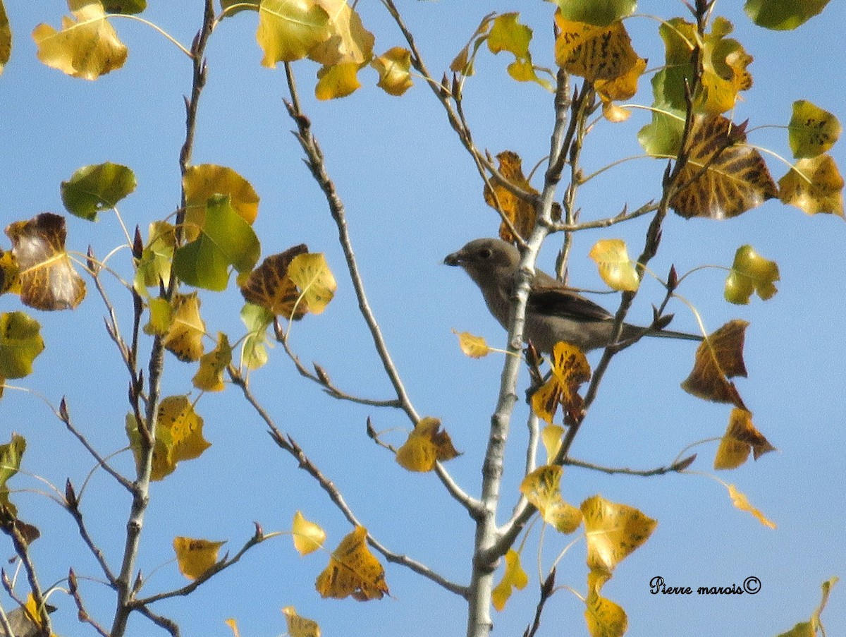 Northern Shrike - ML38430941