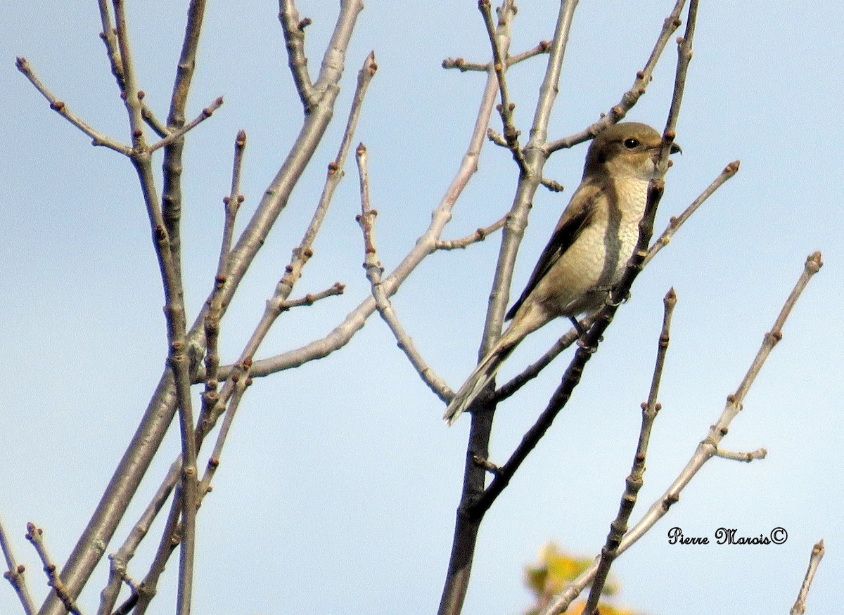 Northern Shrike - ML38430961