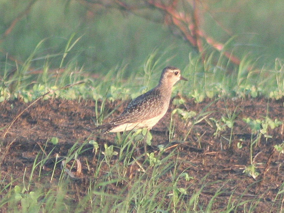 Chorlito Dorado Americano - ML384310891