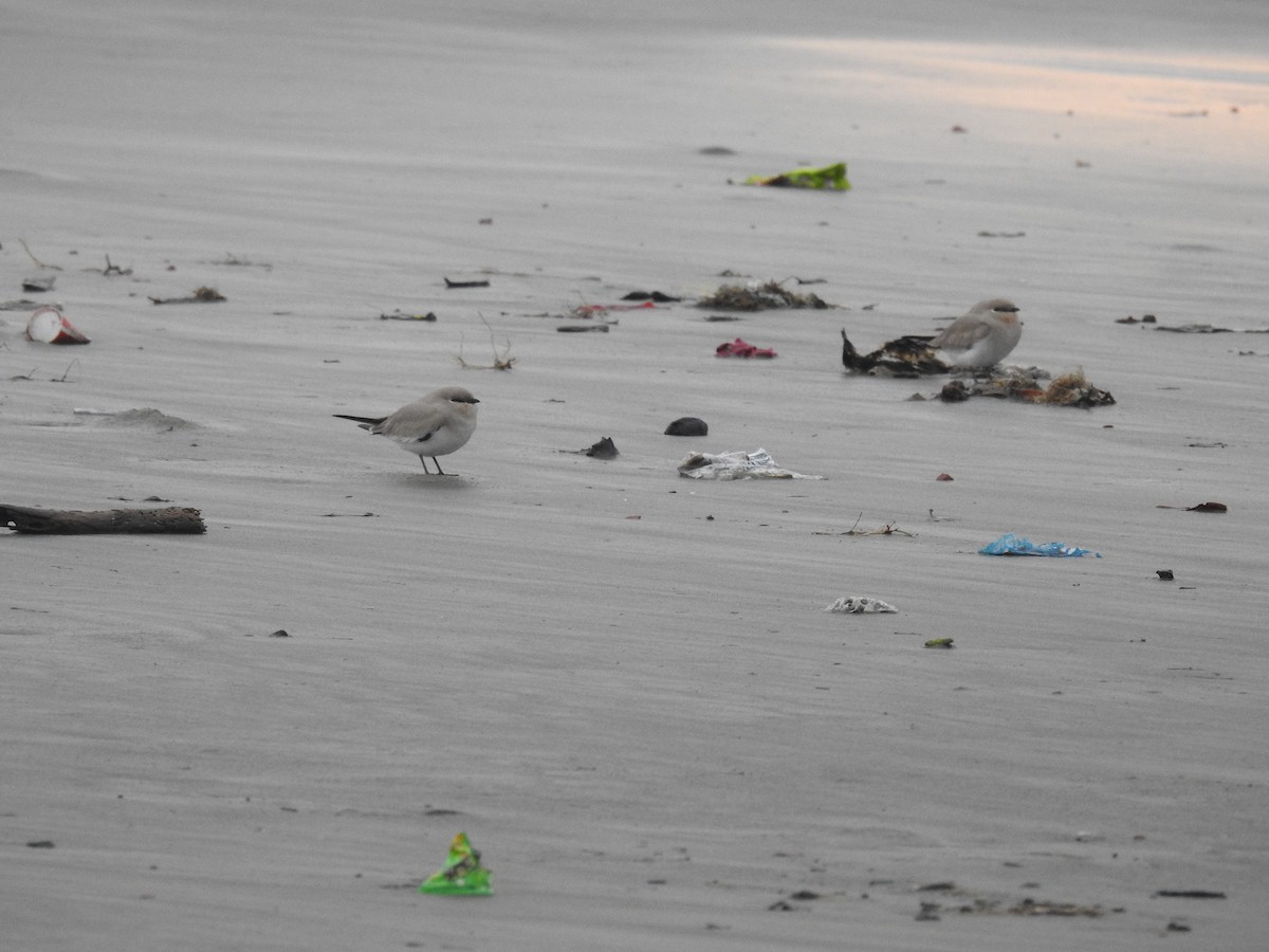 Small Pratincole - ML384311481