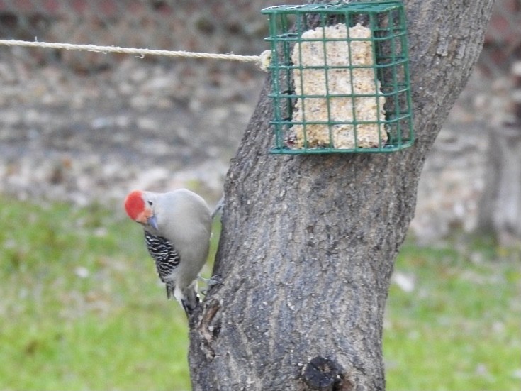 Red-bellied Woodpecker - ML384312141