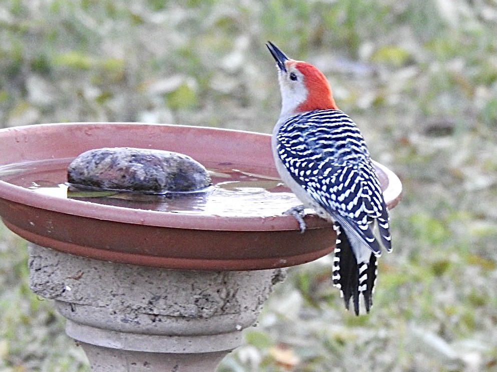 Red-bellied Woodpecker - ML384312161