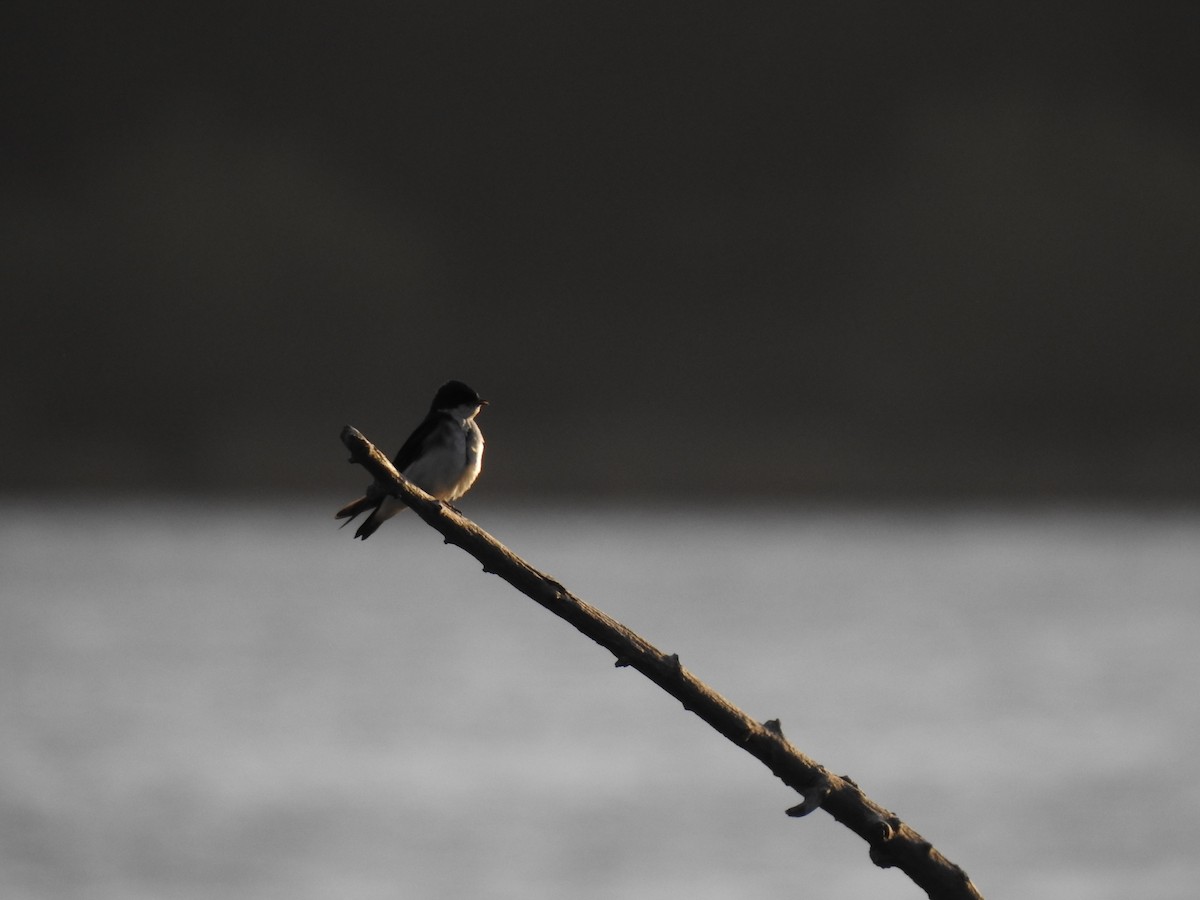 Chilean Swallow - Mariano Jalil Bueri