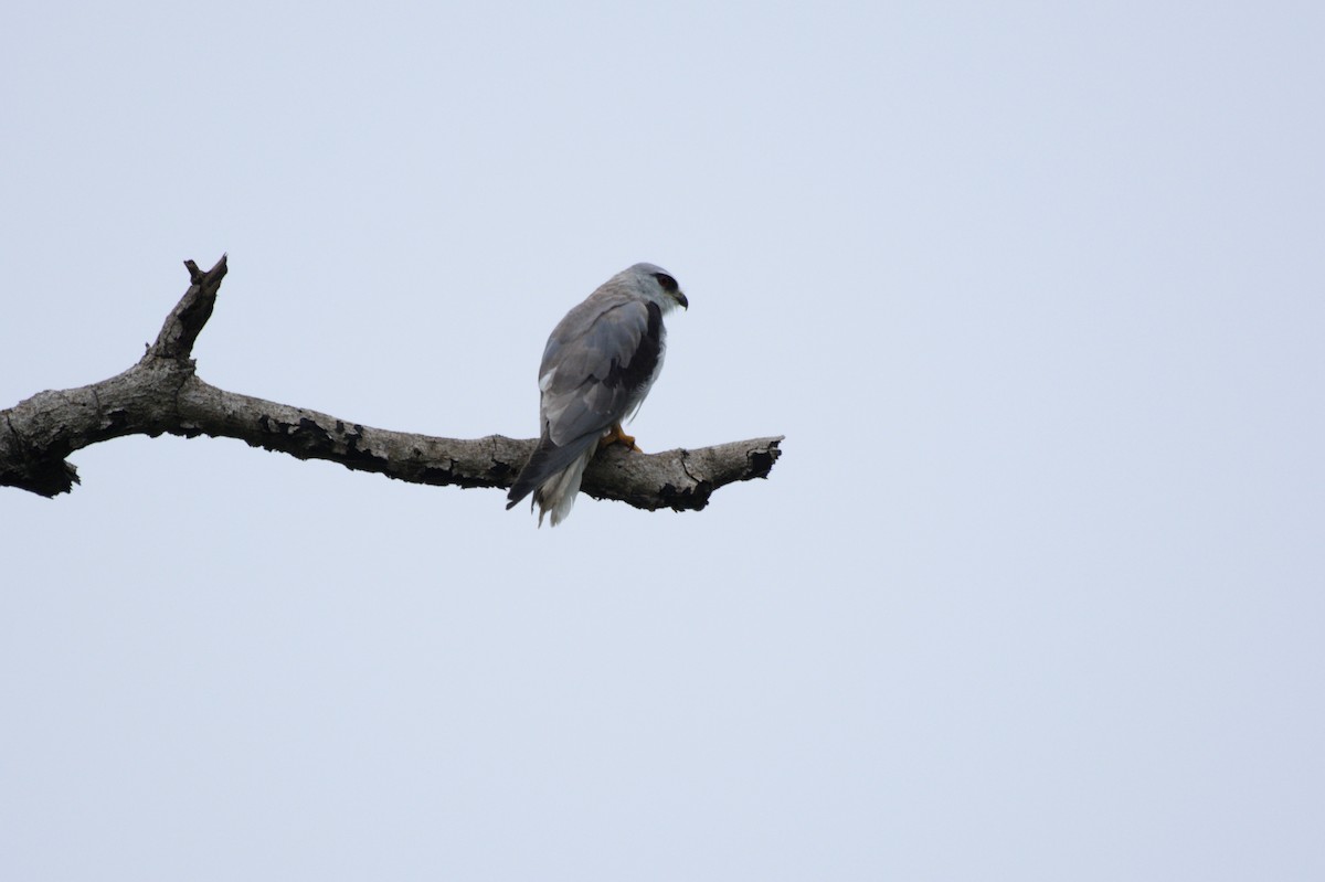 Black-winged Kite - ML384313861