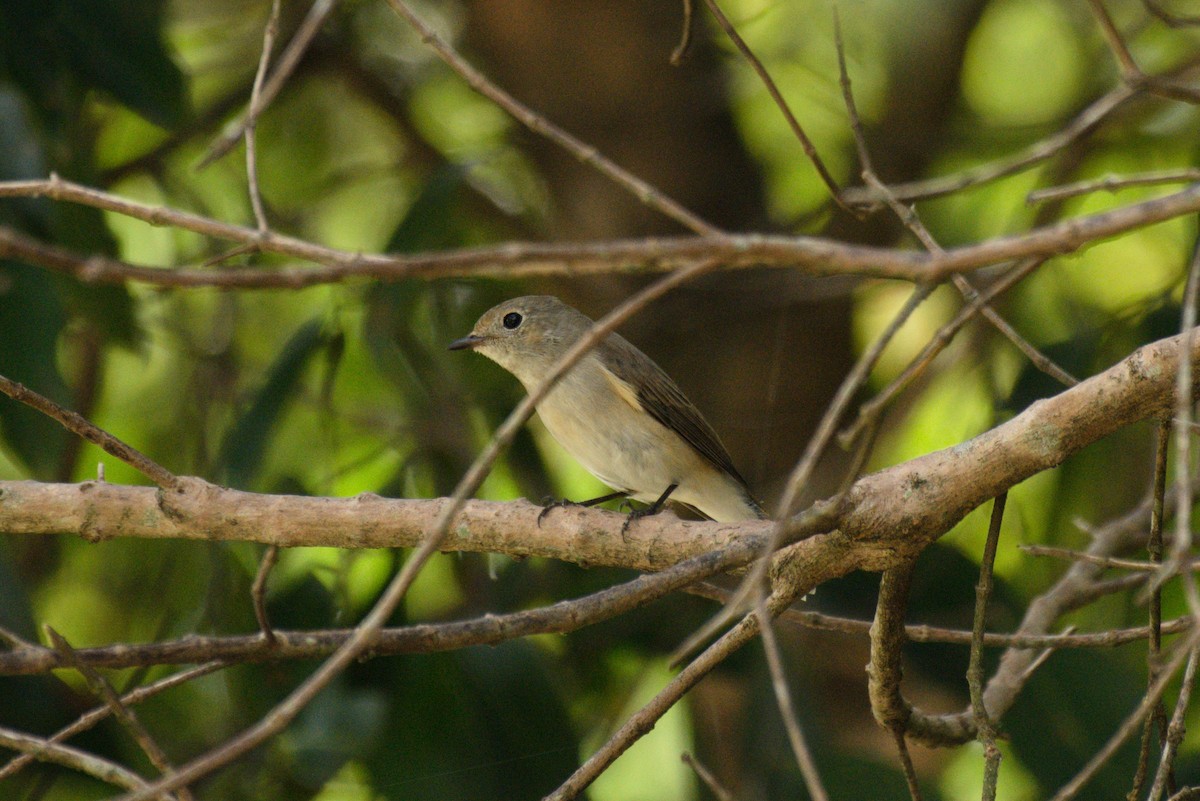 Taiga Flycatcher - ML384314871