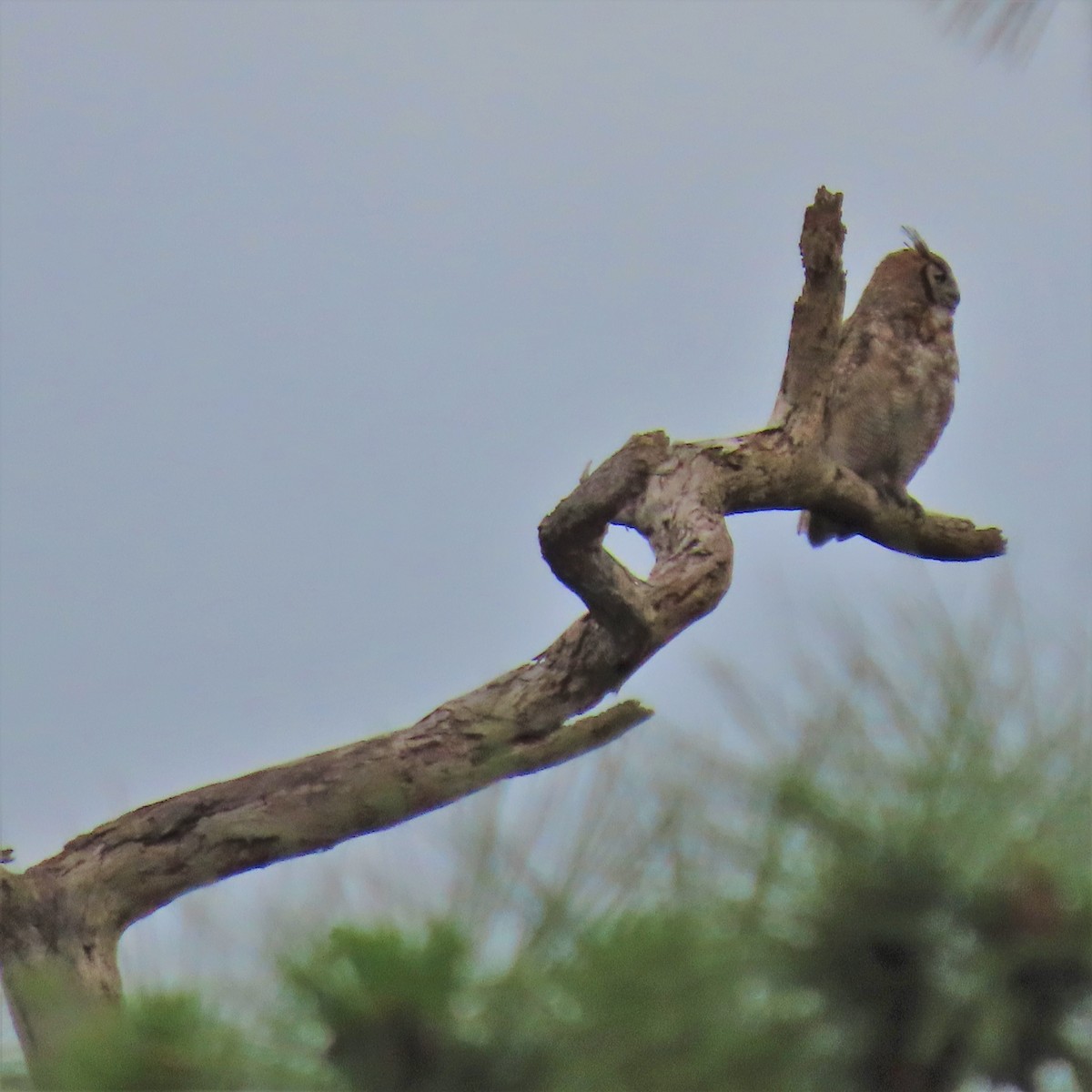 Great Horned Owl - ML384314901