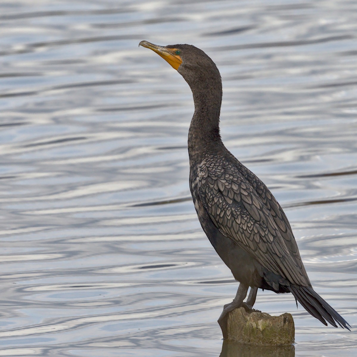 Cormoran à aigrettes - ML384315031