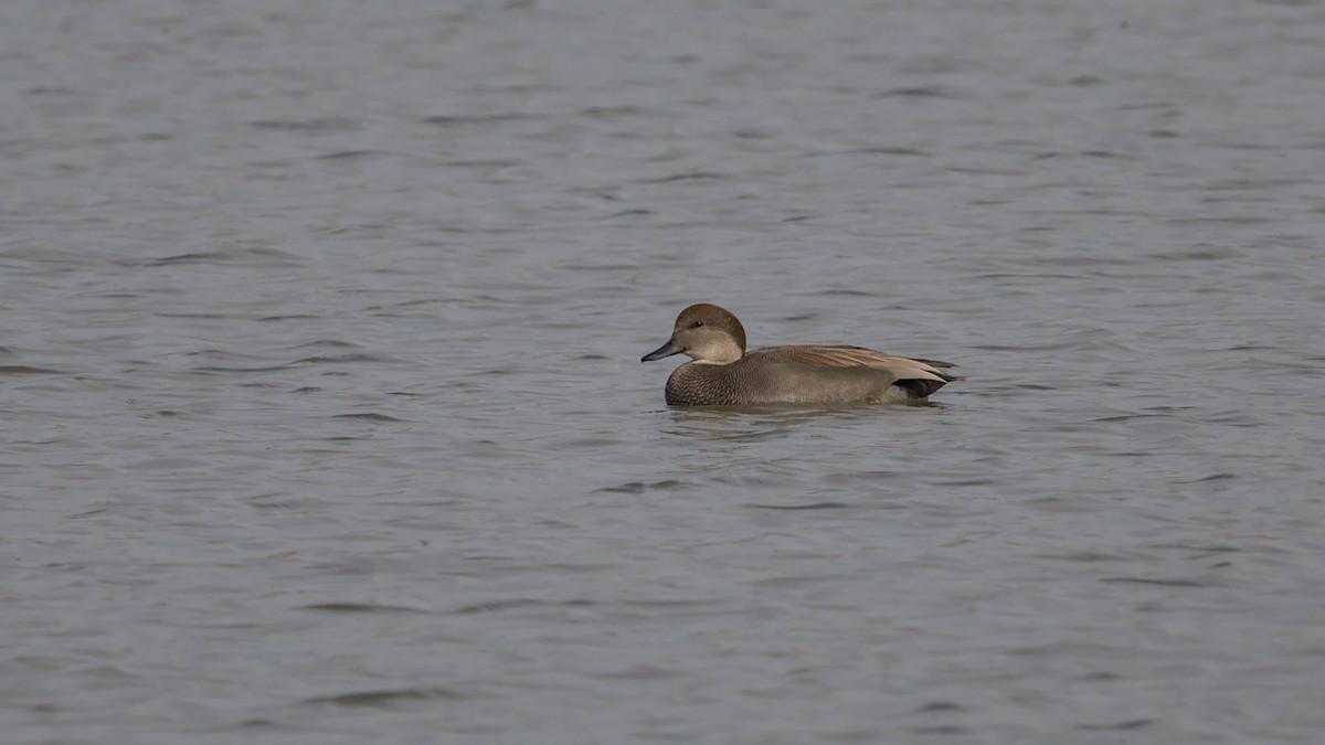 Gadwall - ML384315131