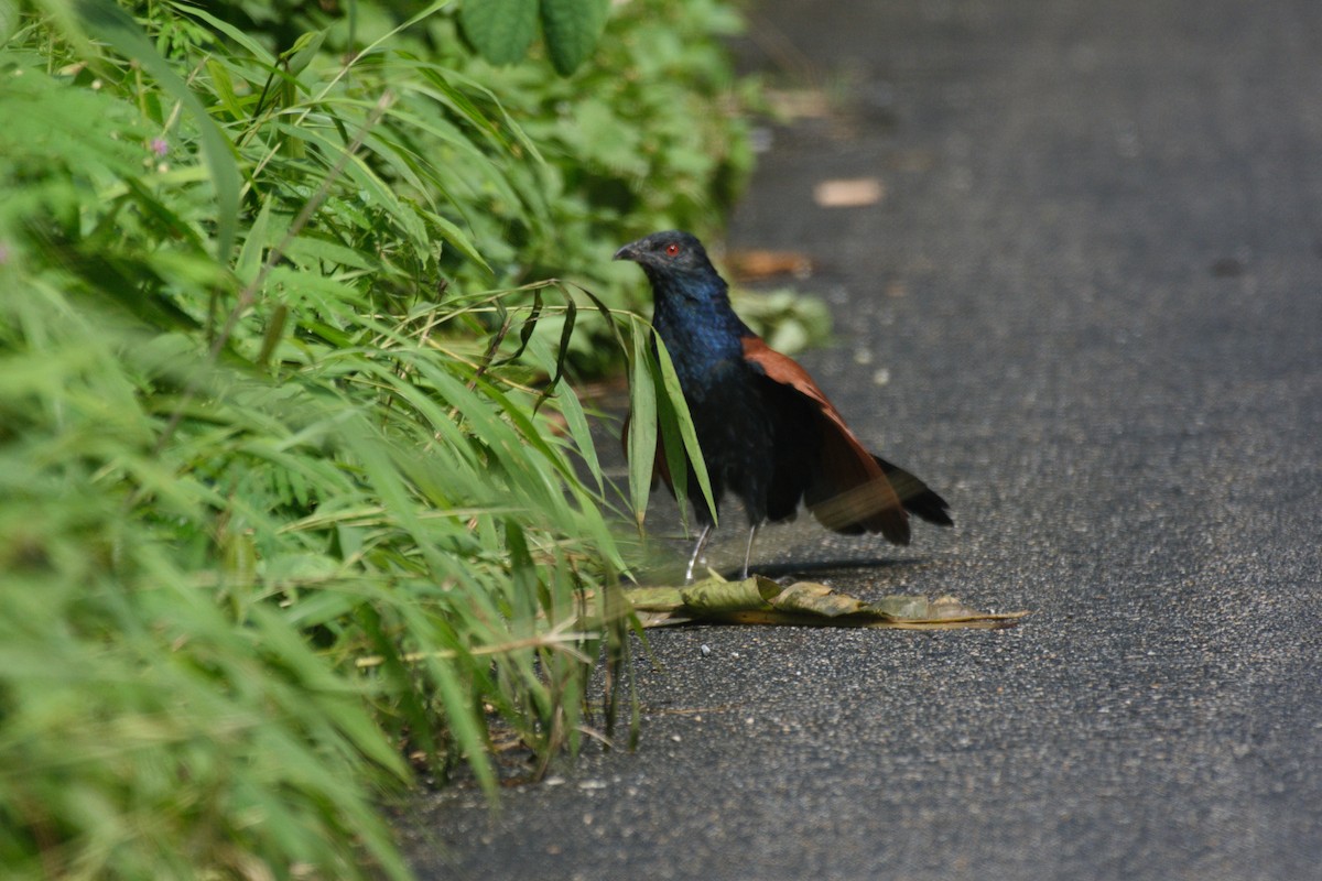 Greater Coucal - ML384315511