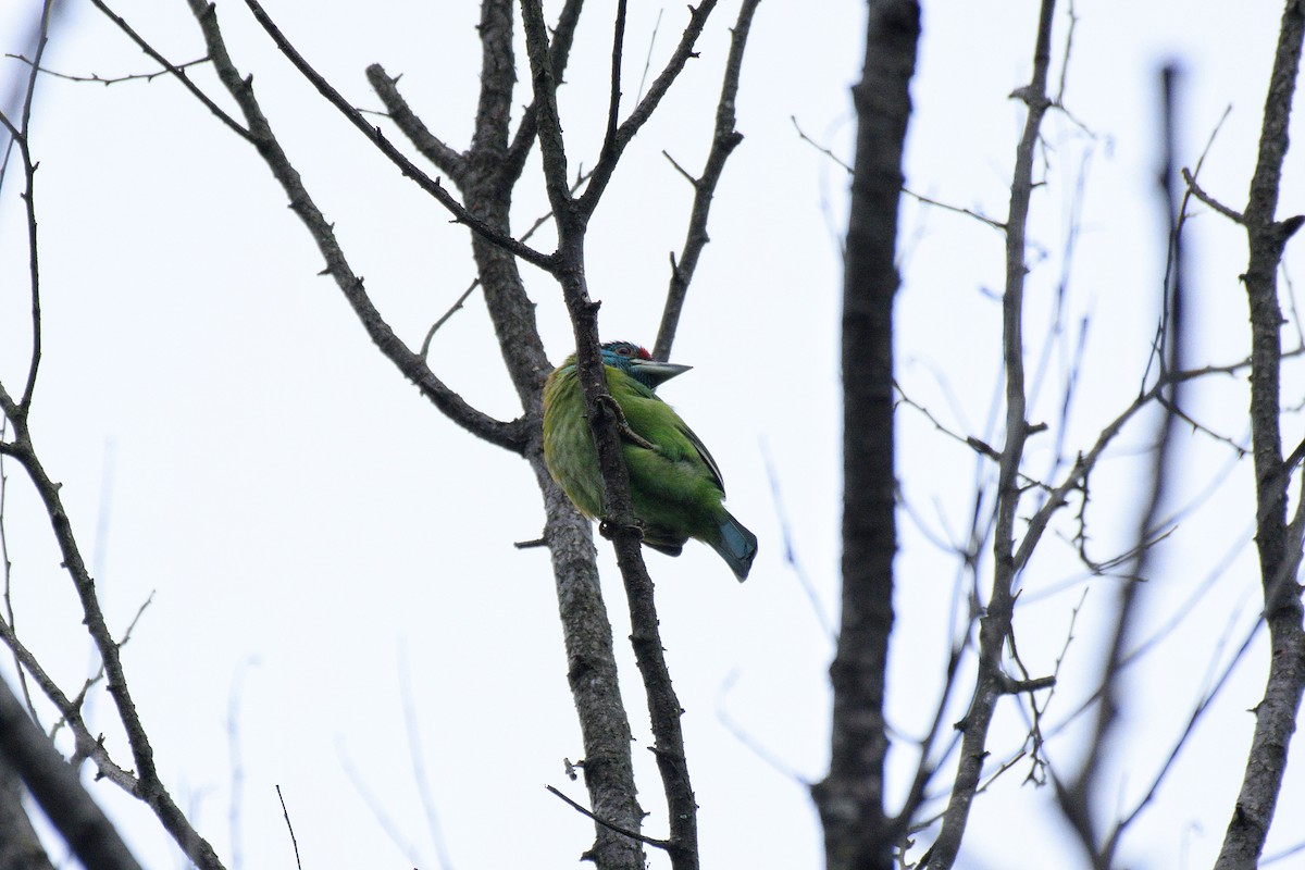 Blue-throated Barbet - ML384315531