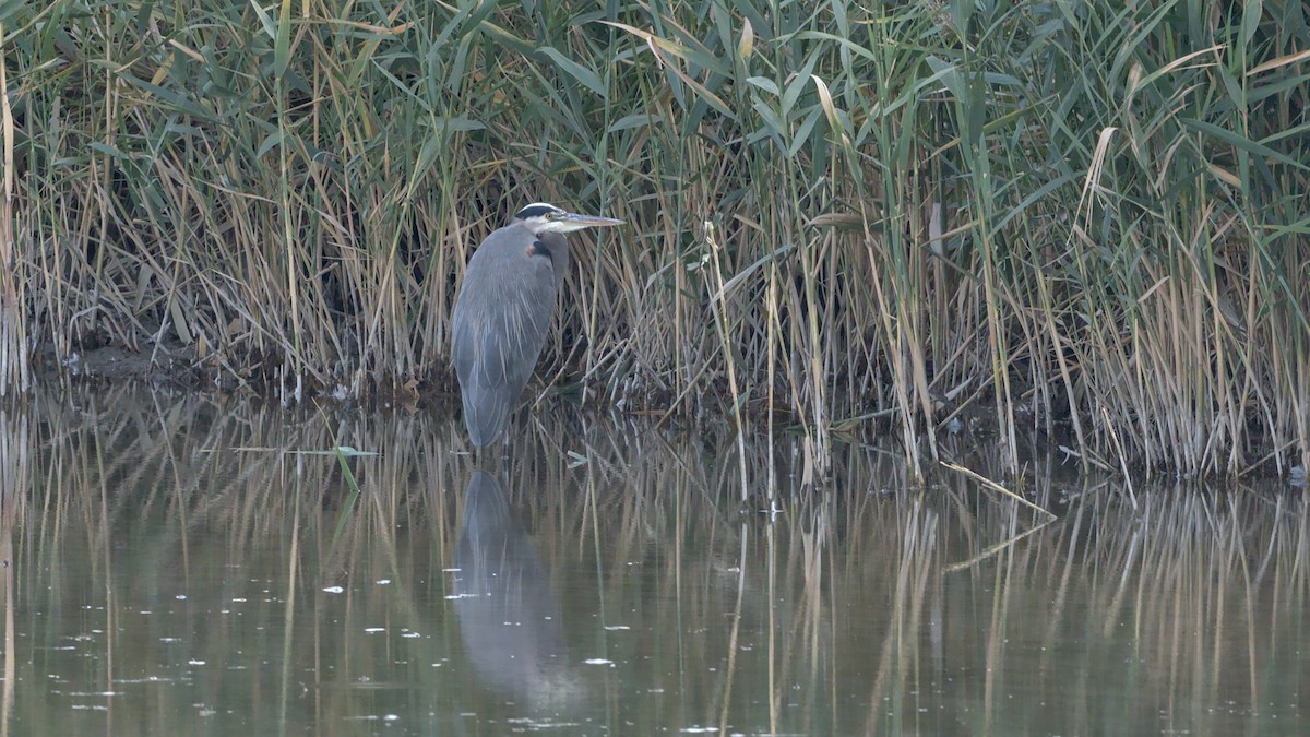 Great Blue Heron - Adam Zahm