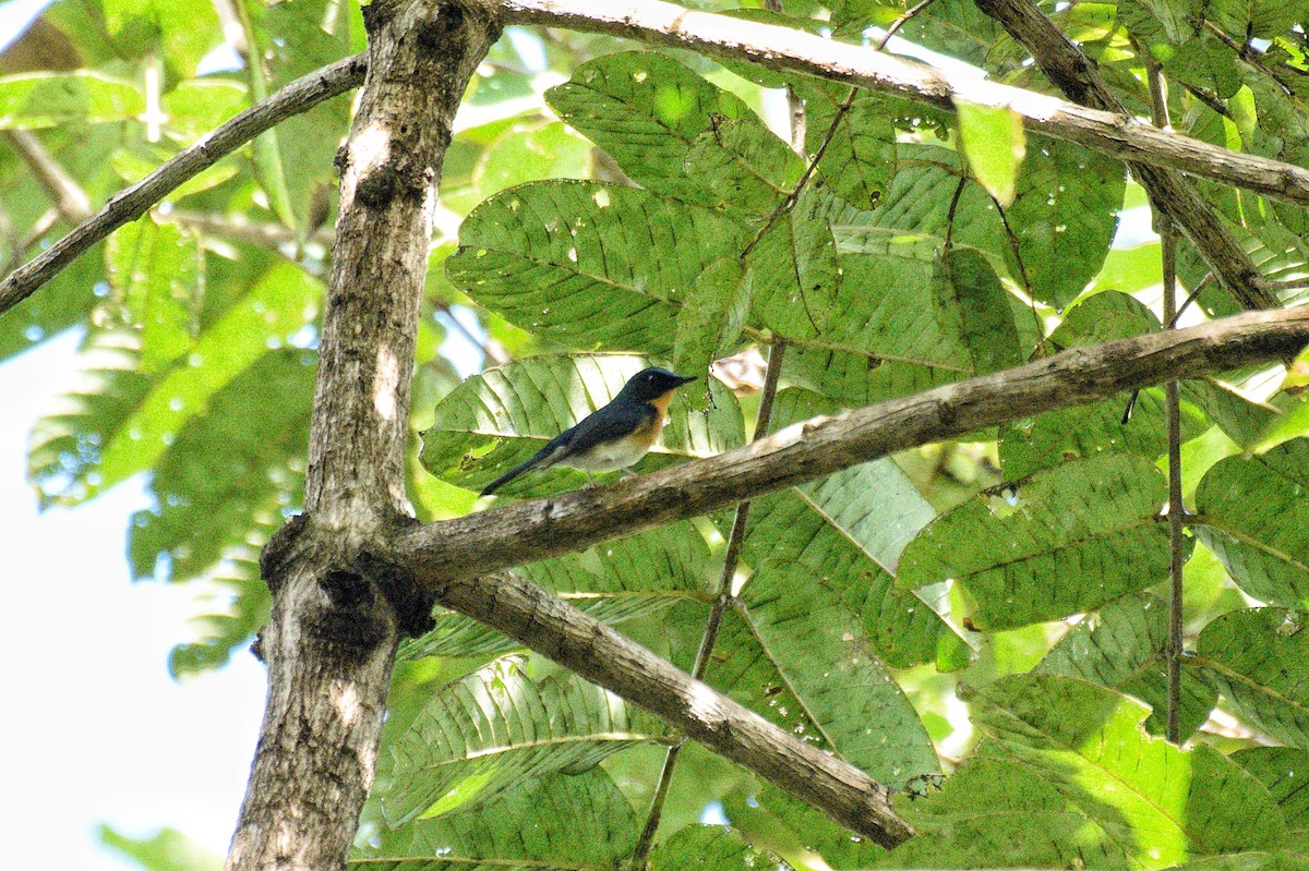 Hill Blue Flycatcher - ML384315611