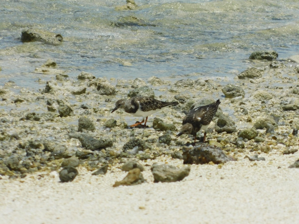 Ruddy Turnstone - ML384315631