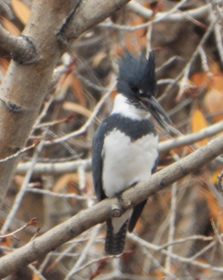 Belted Kingfisher - Helen Butts