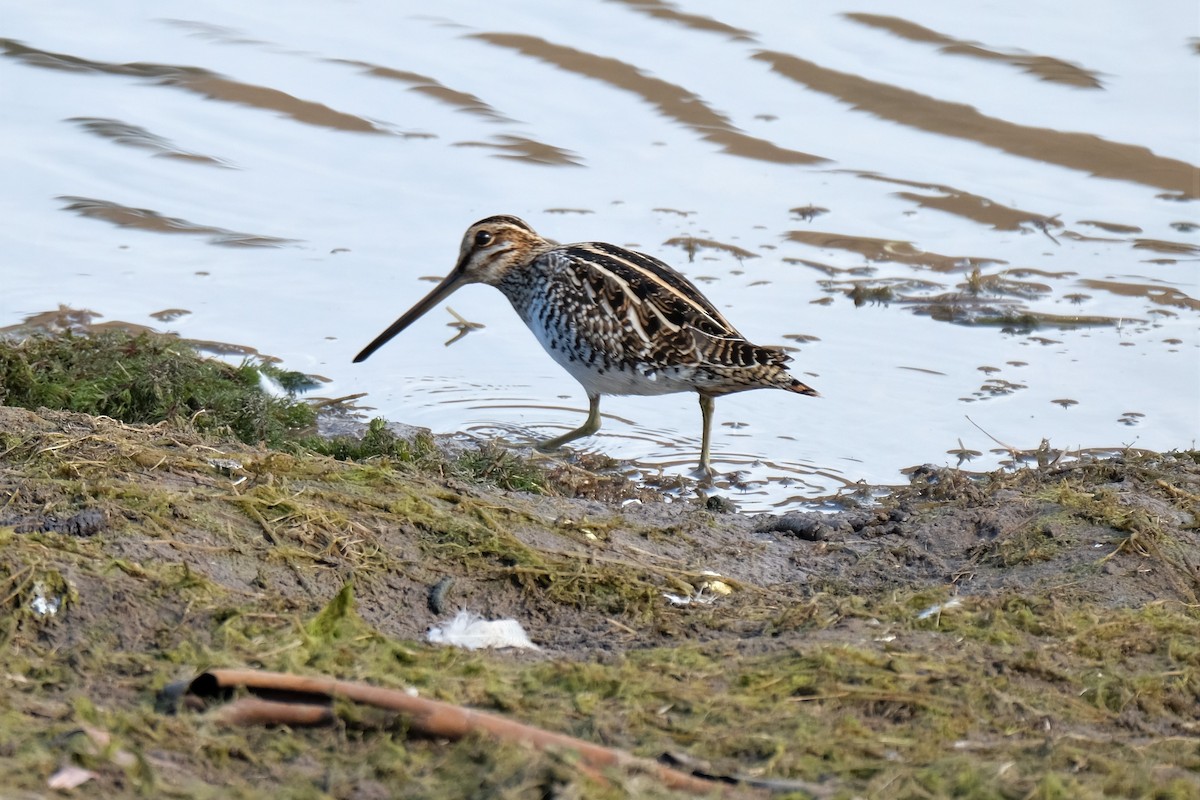 Wilson's Snipe - ML384315911