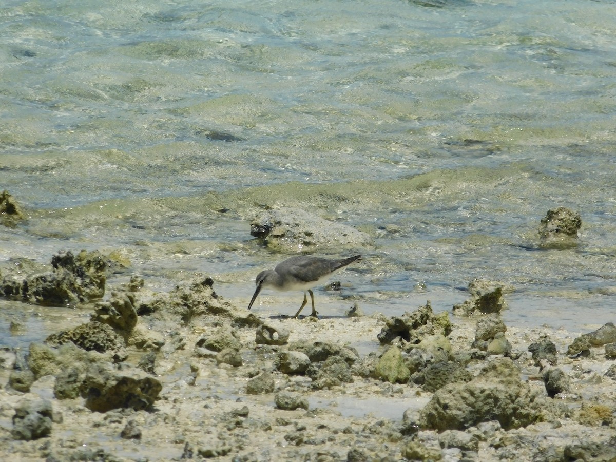 Gray-tailed Tattler - Andres Cervino