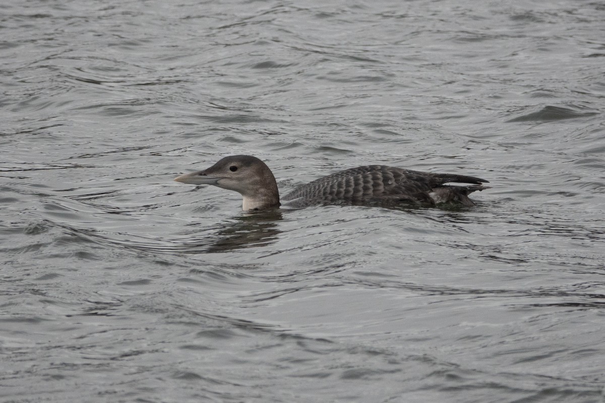 Yellow-billed Loon - Conor Scotland