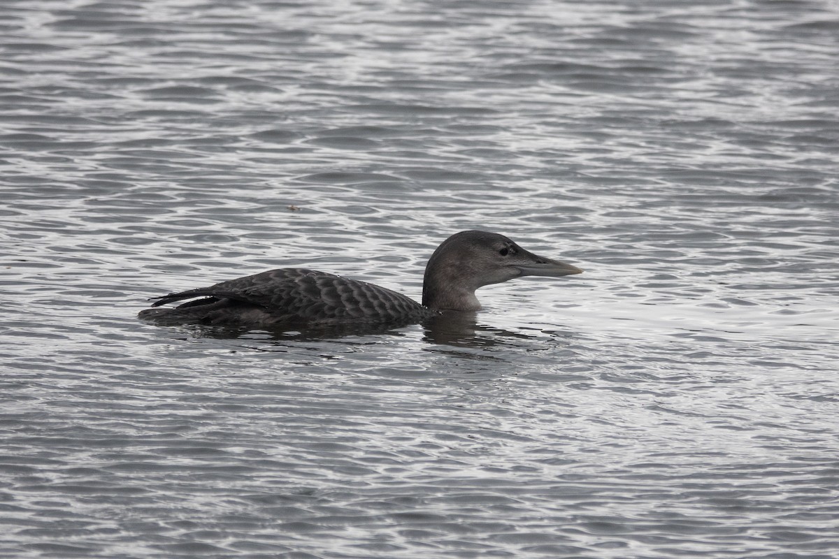 Yellow-billed Loon - Conor Scotland