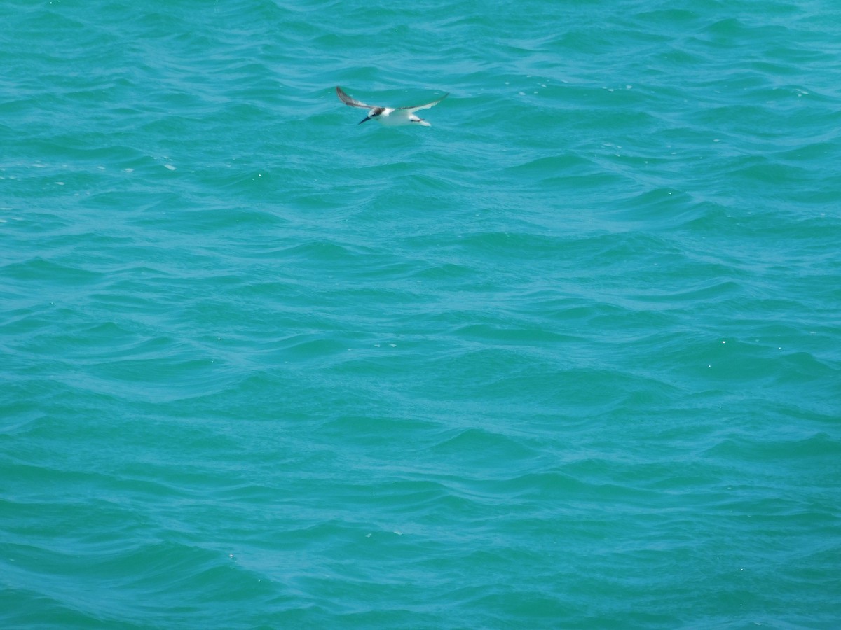 Little Tern - Andres Cervino