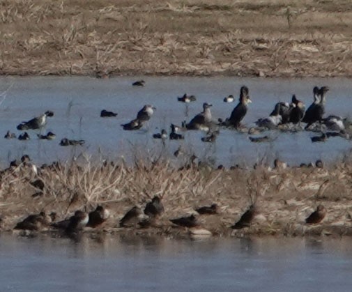 Lesser Black-backed Gull - ML384319591