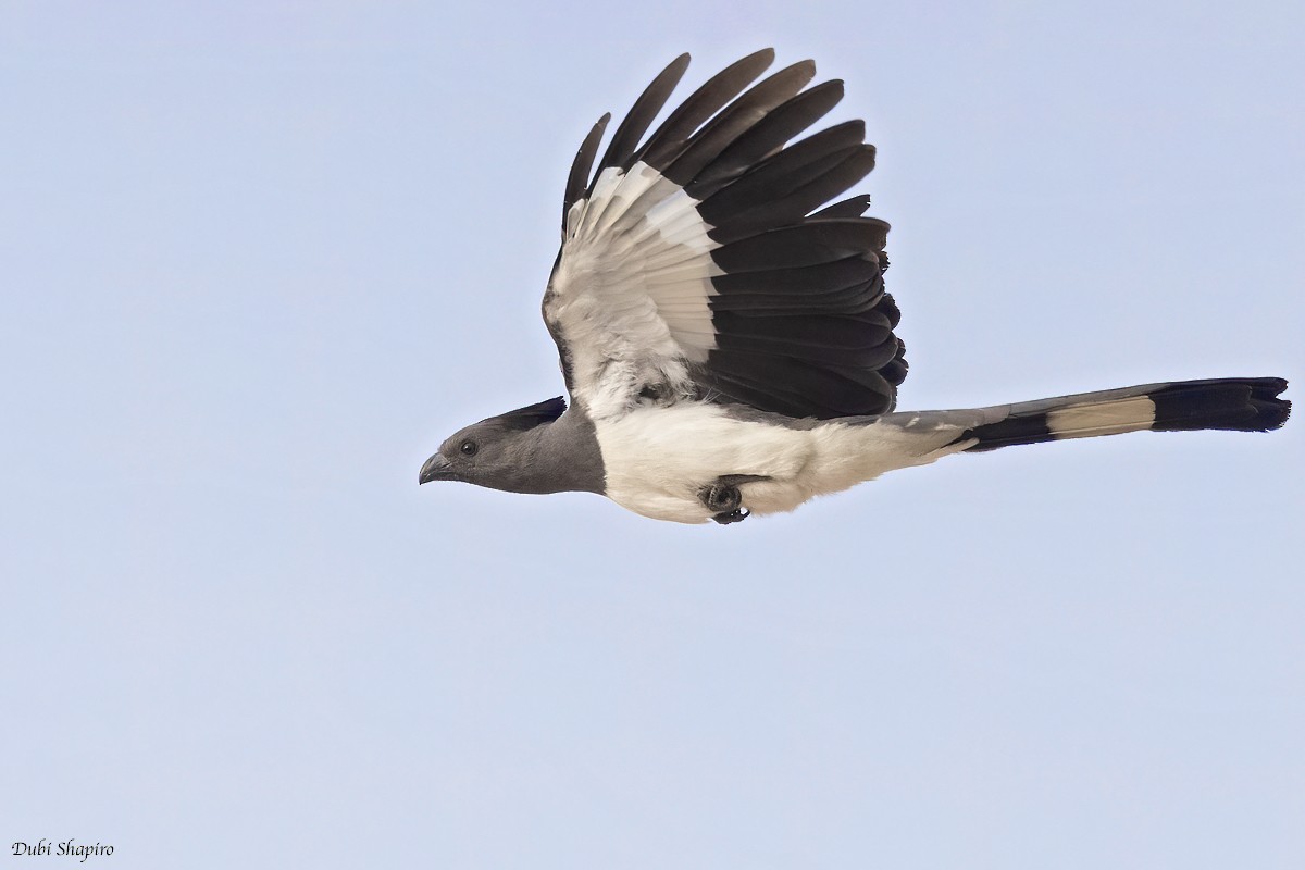 White-bellied Go-away-bird - Dubi Shapiro