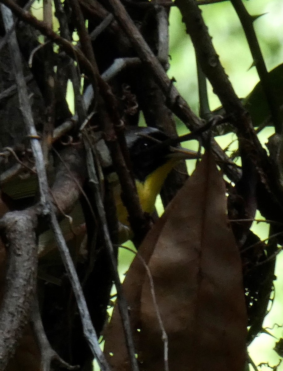 Common Yellowthroat - ML384322341