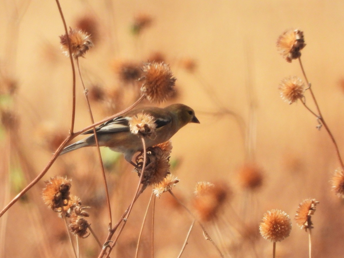 American Goldfinch - ML384324001