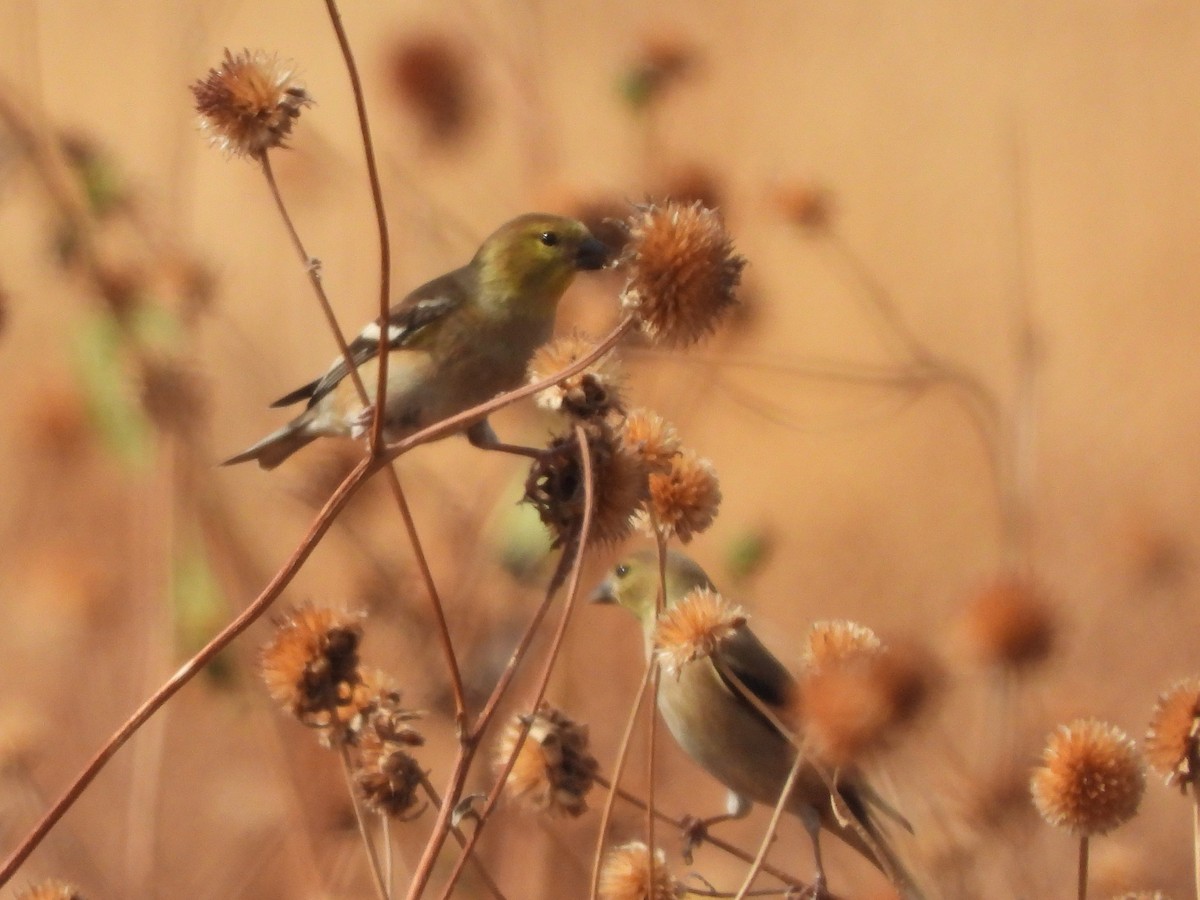 American Goldfinch - Sara Masuda