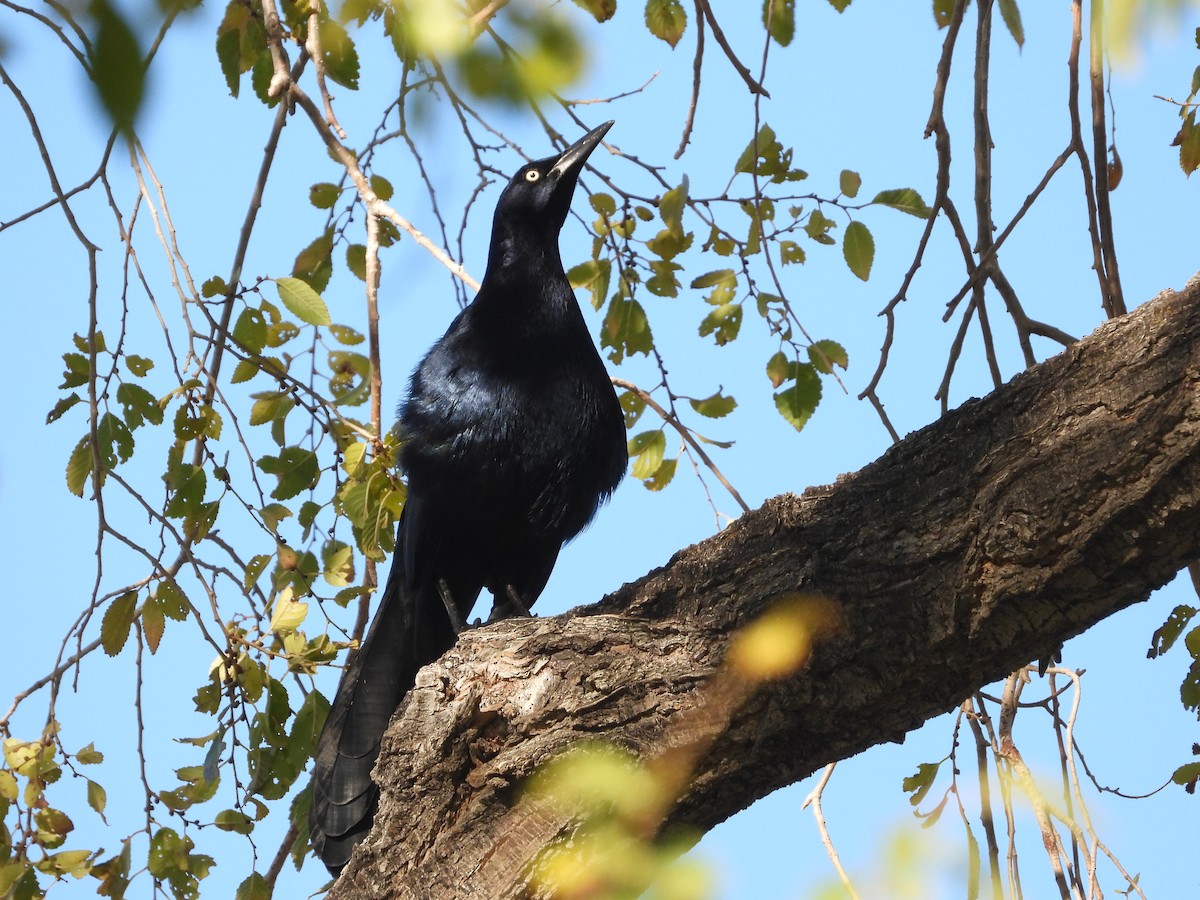 Great-tailed Grackle - Chris Blaes