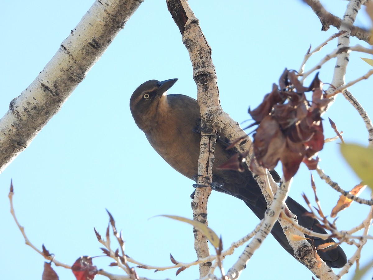 Great-tailed Grackle - Chris Blaes