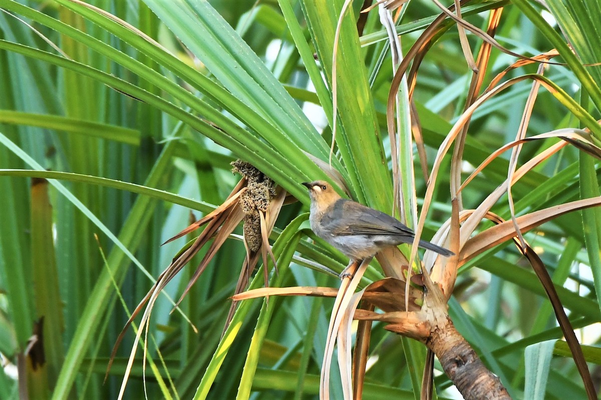 White-gaped Honeyeater - ML384325201