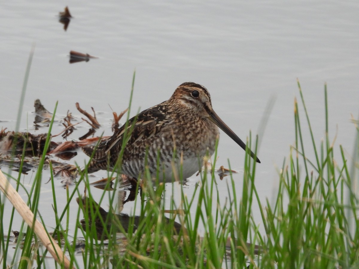 Wilson's Snipe - ML384325911