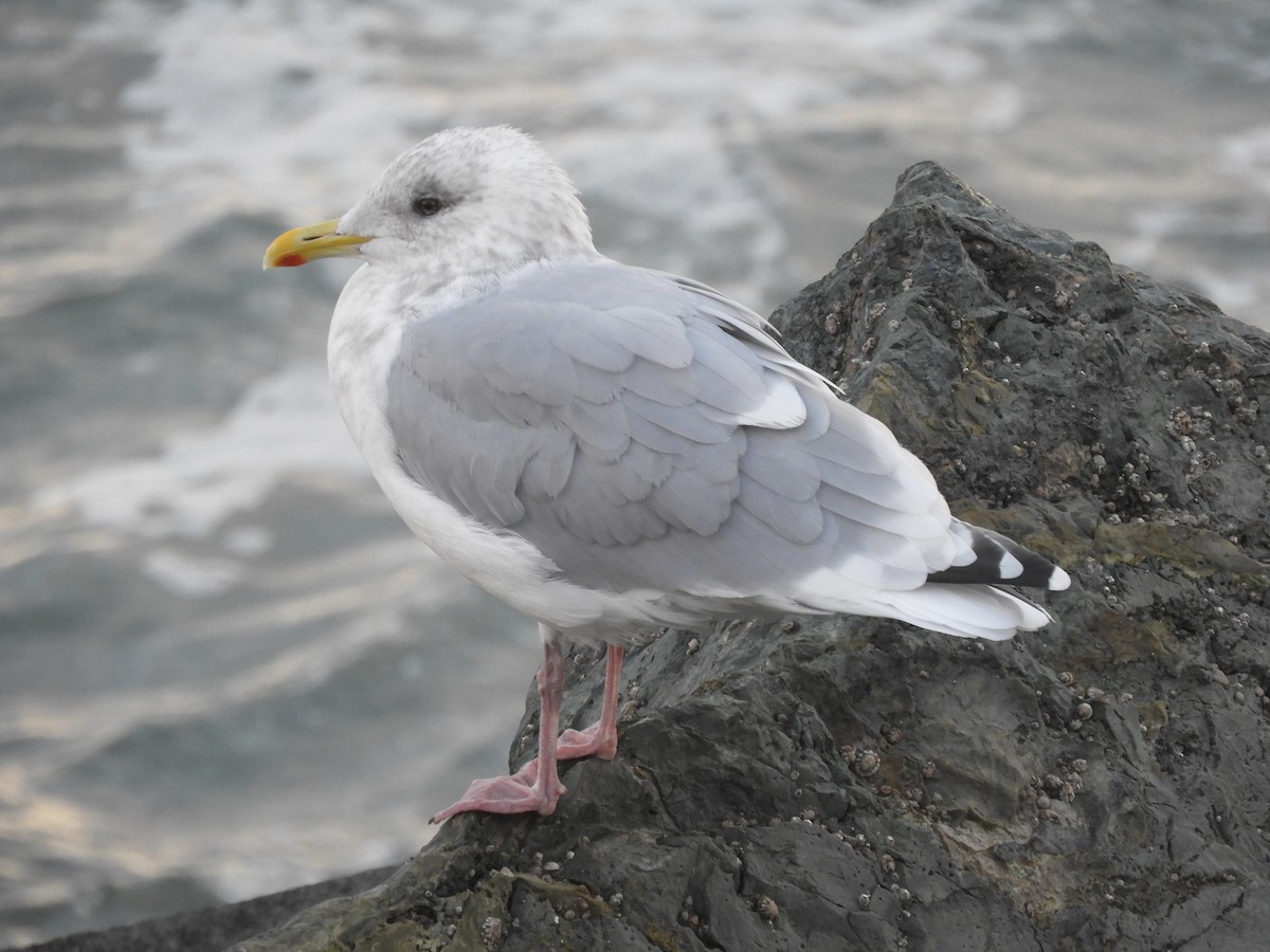 Gaviota Groenlandesa (thayeri) - ML384327071