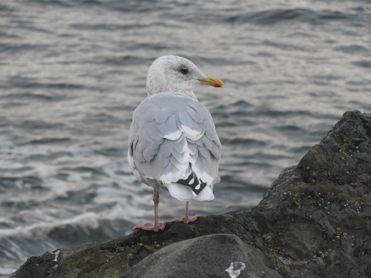 Goéland arctique (thayeri) - ML384327081