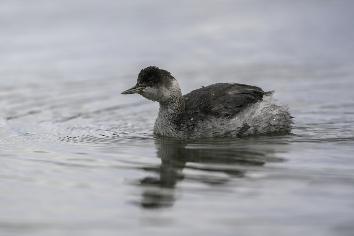 Eared Grebe - Derek Lecy