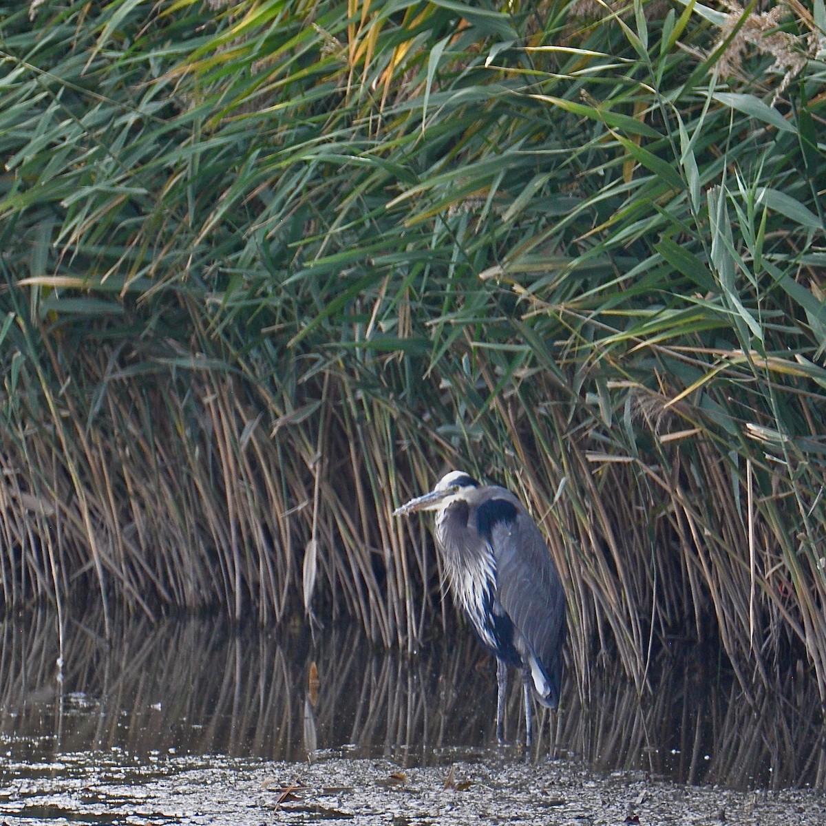 Great Blue Heron - Cheryl & Scott Taylor