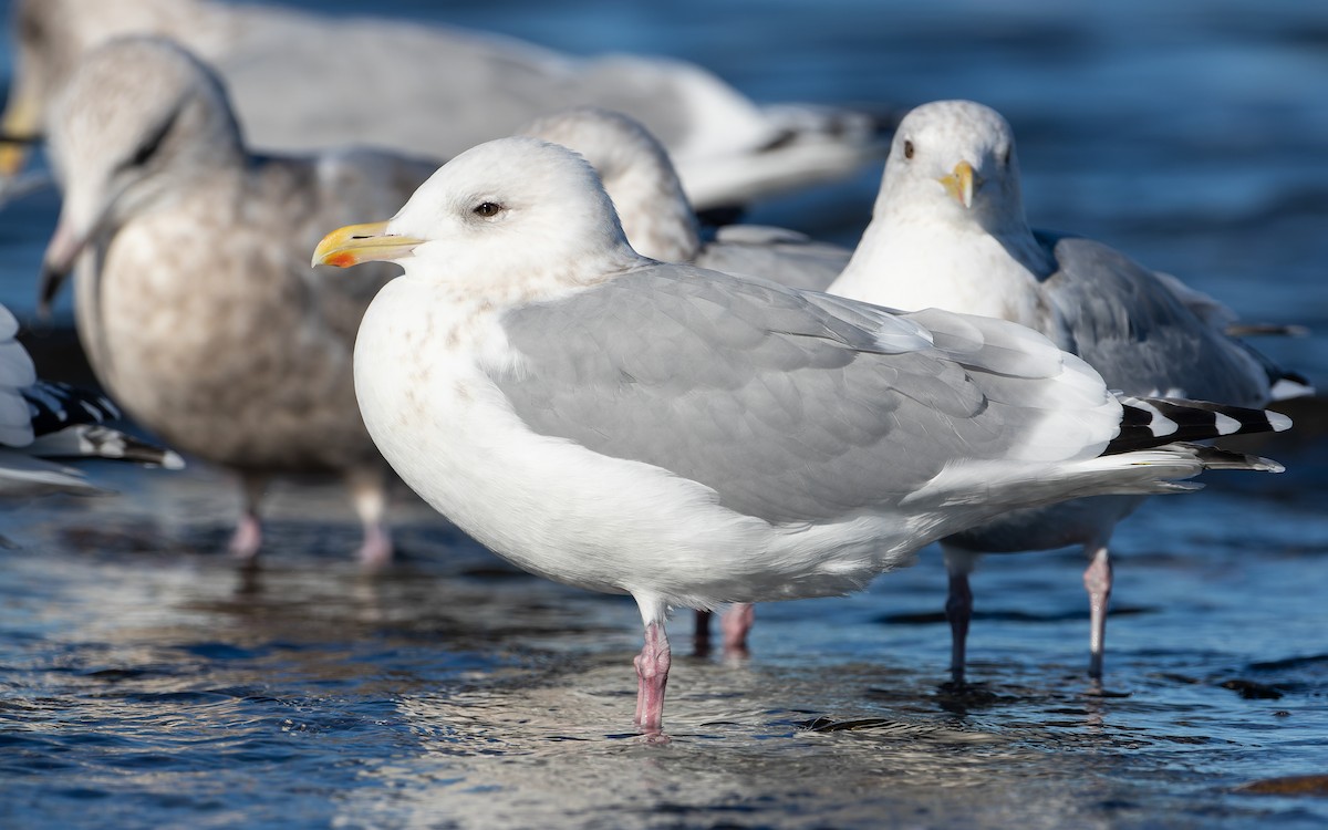 Iceland Gull - Blair Dudeck