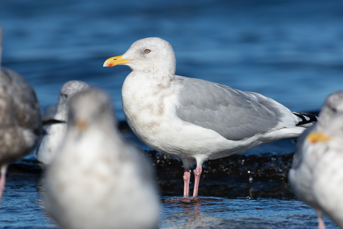 Iceland Gull - Blair Dudeck