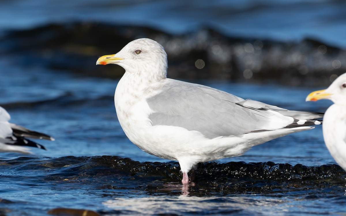 Iceland Gull - Blair Dudeck