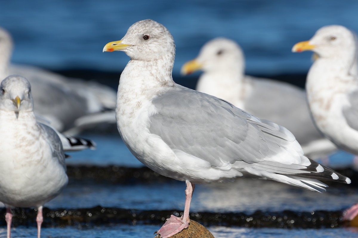 Iceland Gull - Blair Dudeck