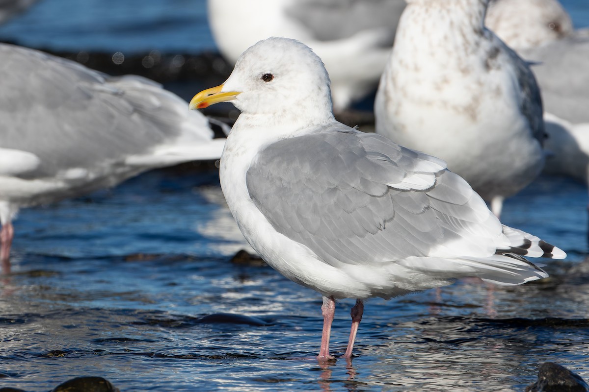 Iceland Gull - Blair Dudeck