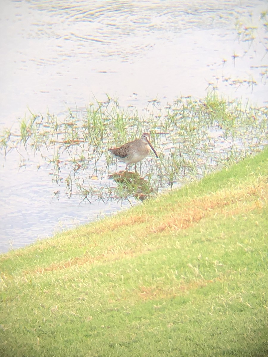 Long-billed Dowitcher - ML384329801